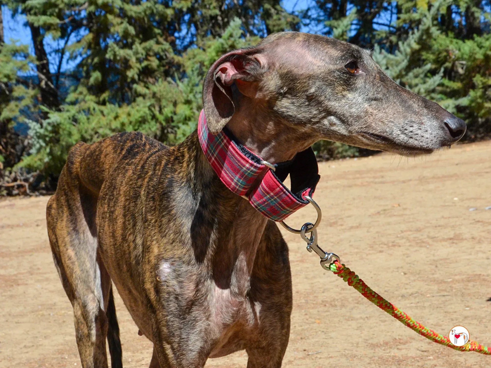 grecia galgo adozione 15