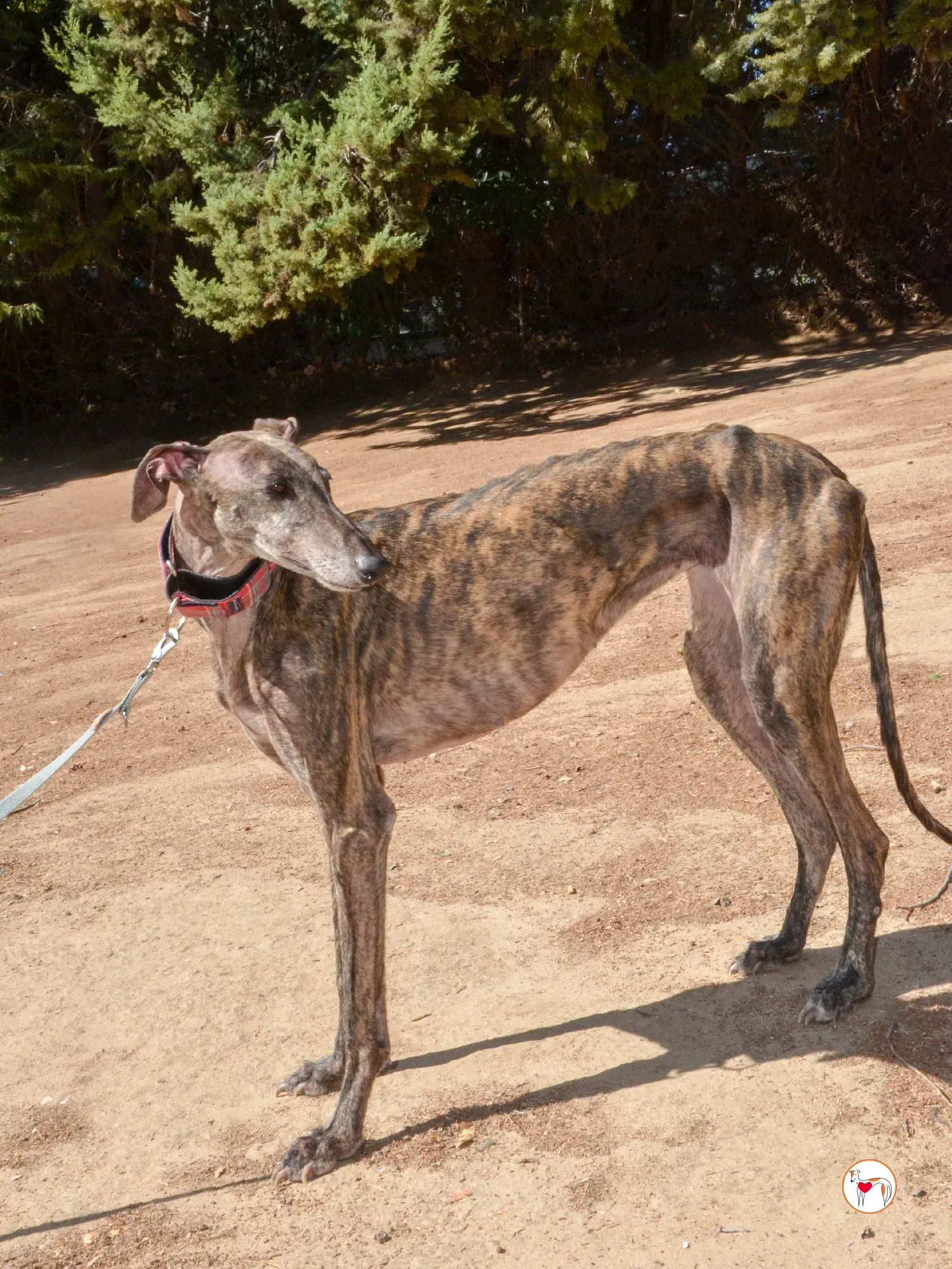 grecia galgo adozione 17