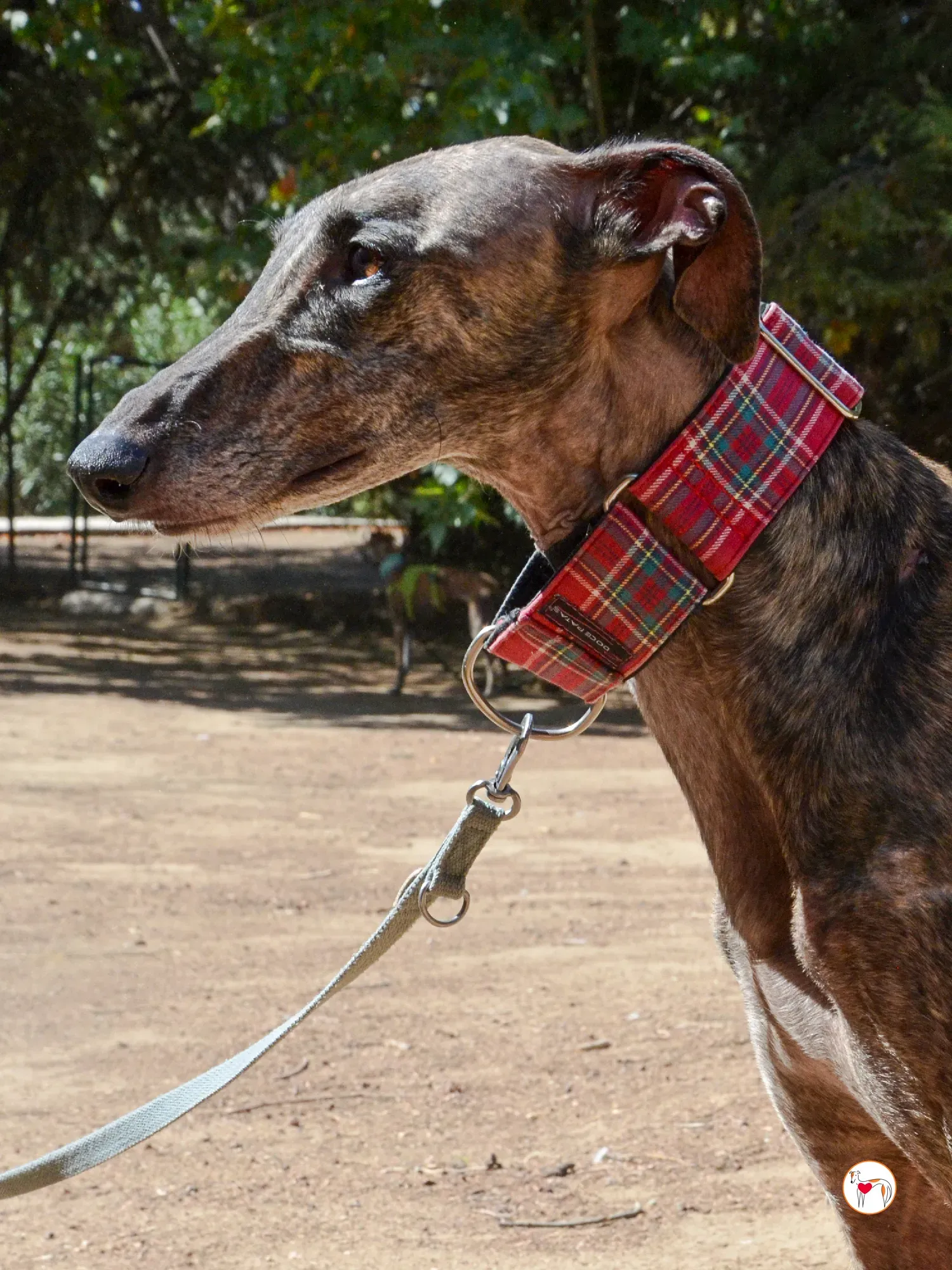 grecia galgo adozione 18