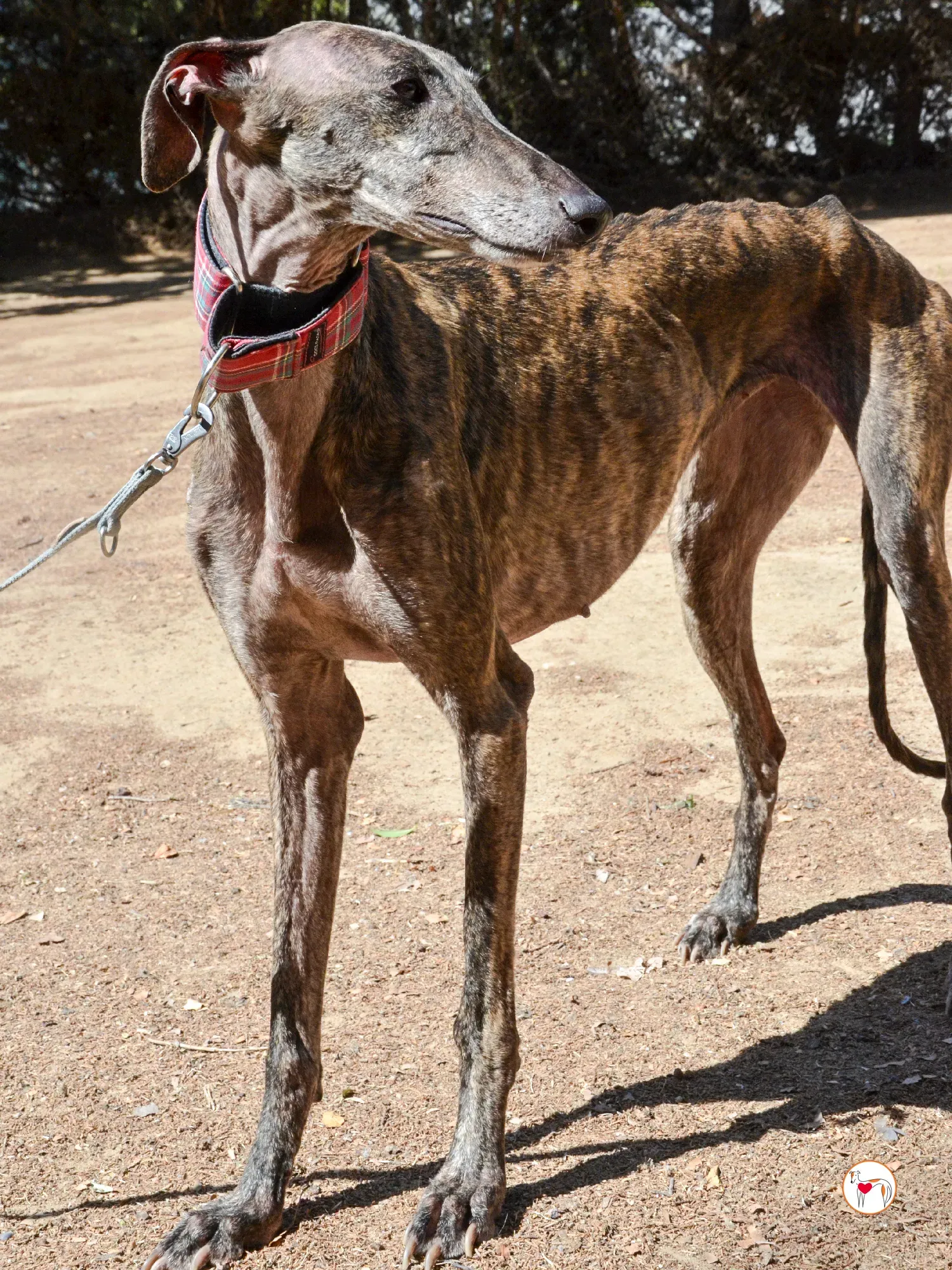 grecia galgo adozione 19