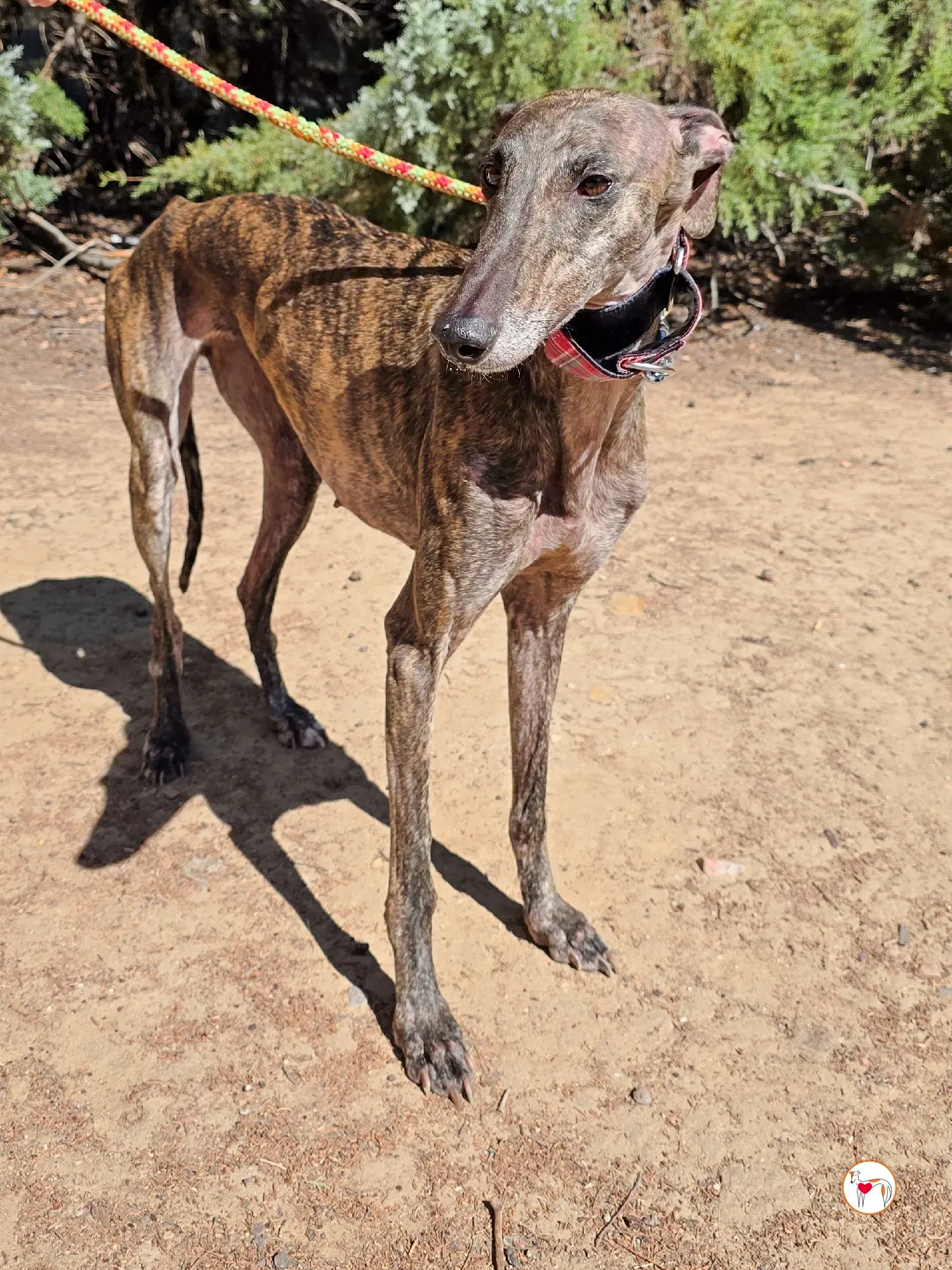 grecia galgo adozione 2