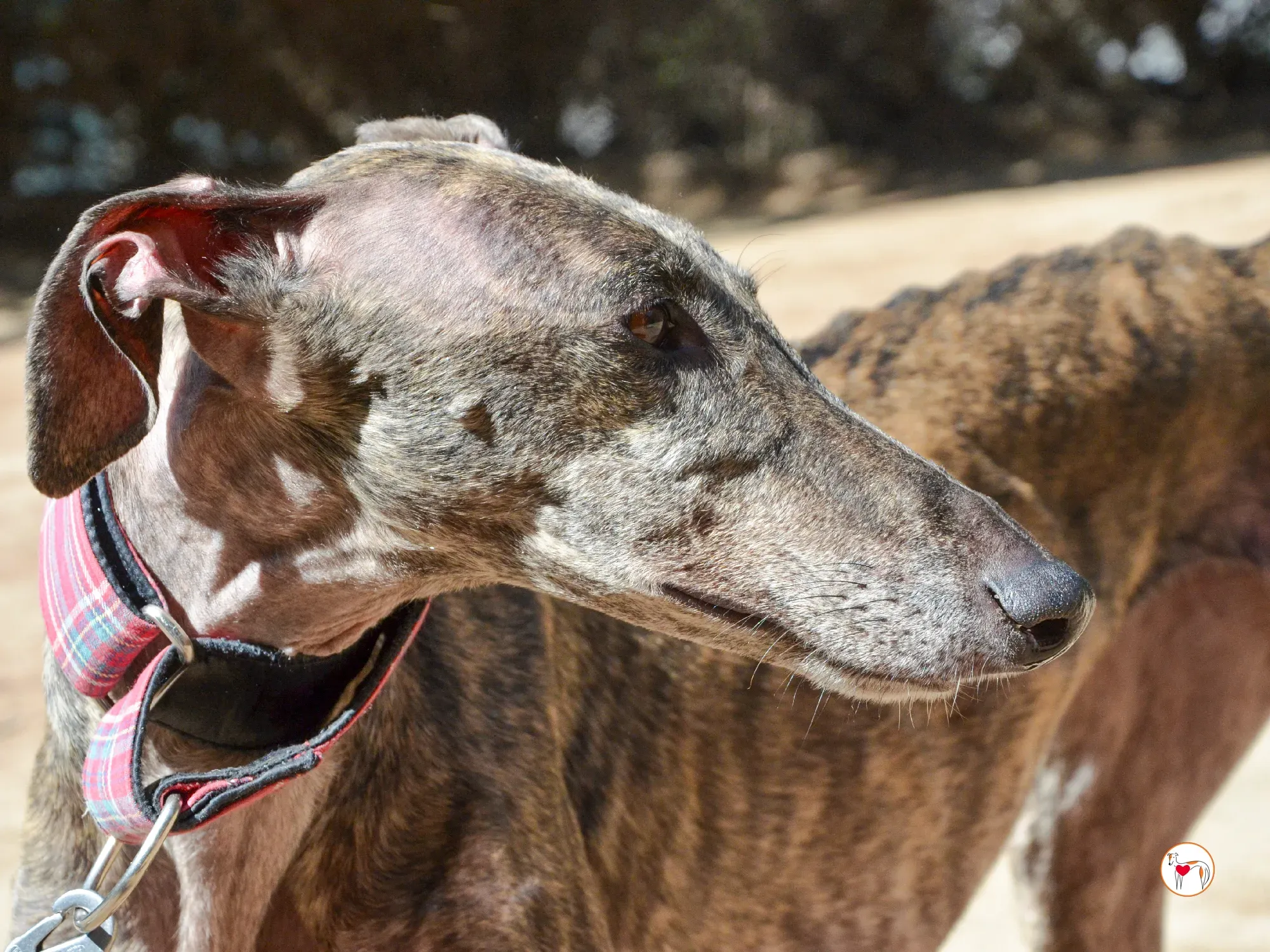 grecia galgo adozione 20