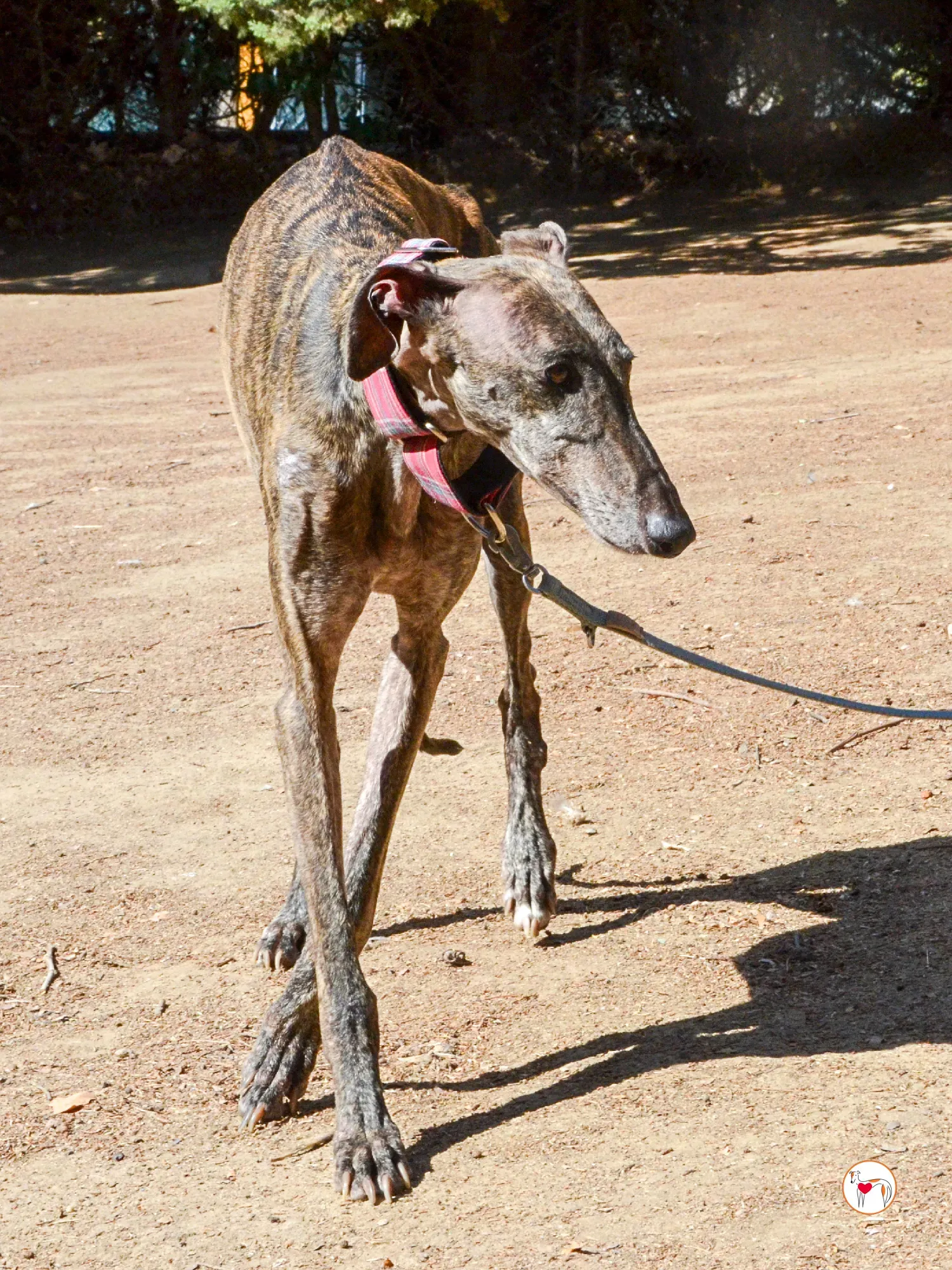 grecia galgo adozione 21