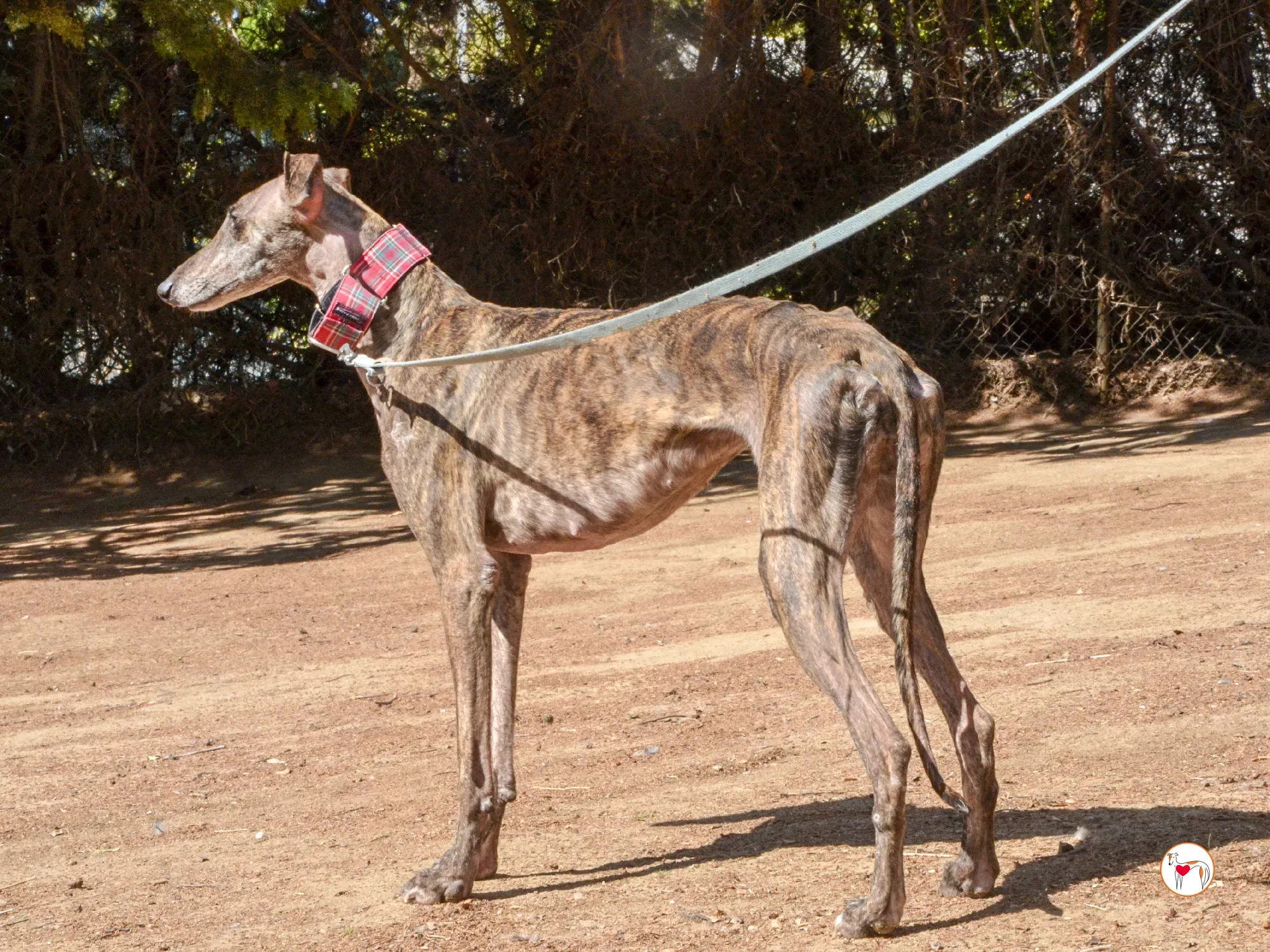 grecia galgo adozione 22