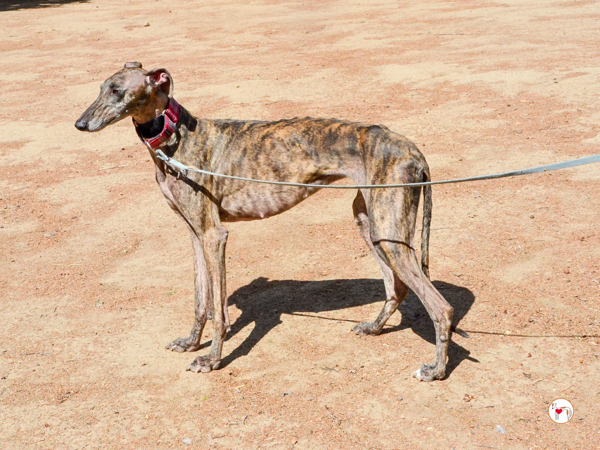 grecia galgo adozione 23