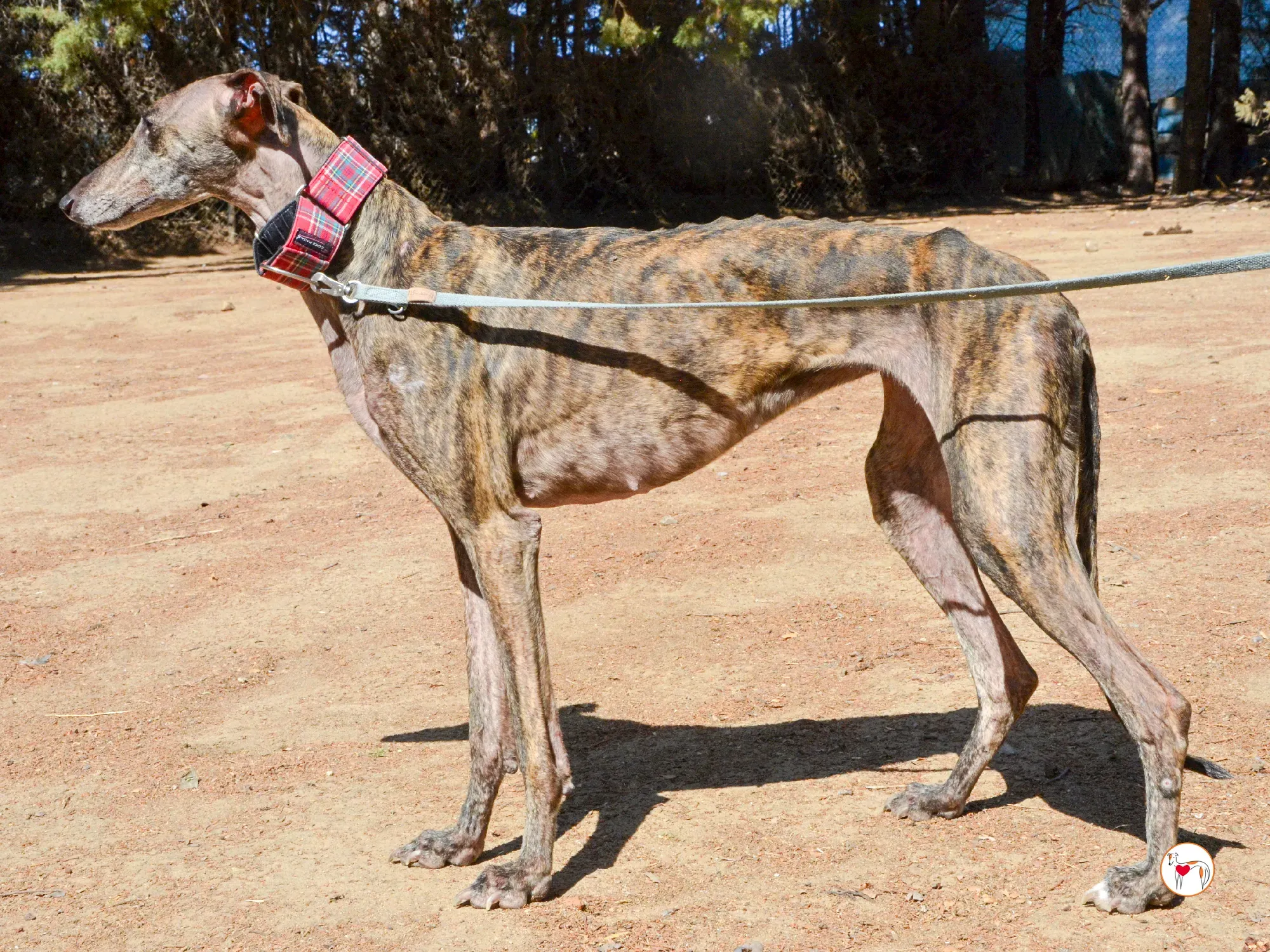 grecia galgo adozione 24