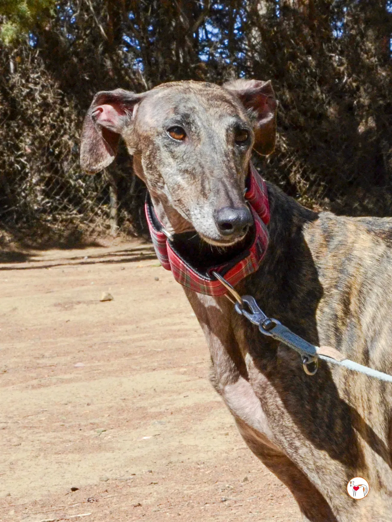 grecia galgo adozione 25