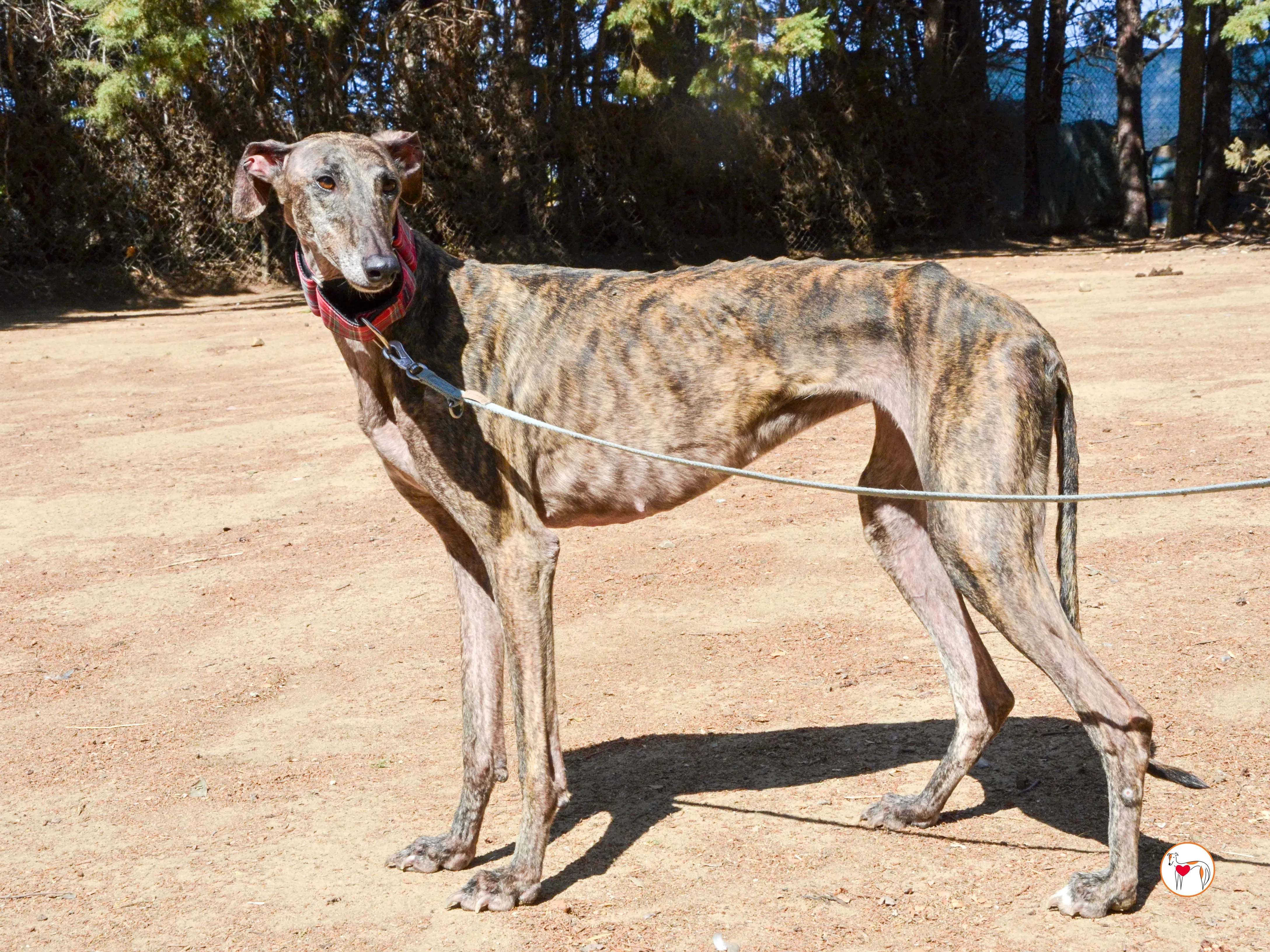 grecia galgo adozione 26