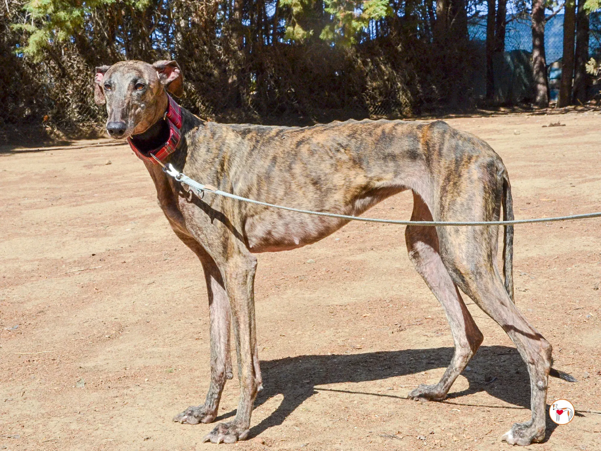 grecia galgo adozione 27
