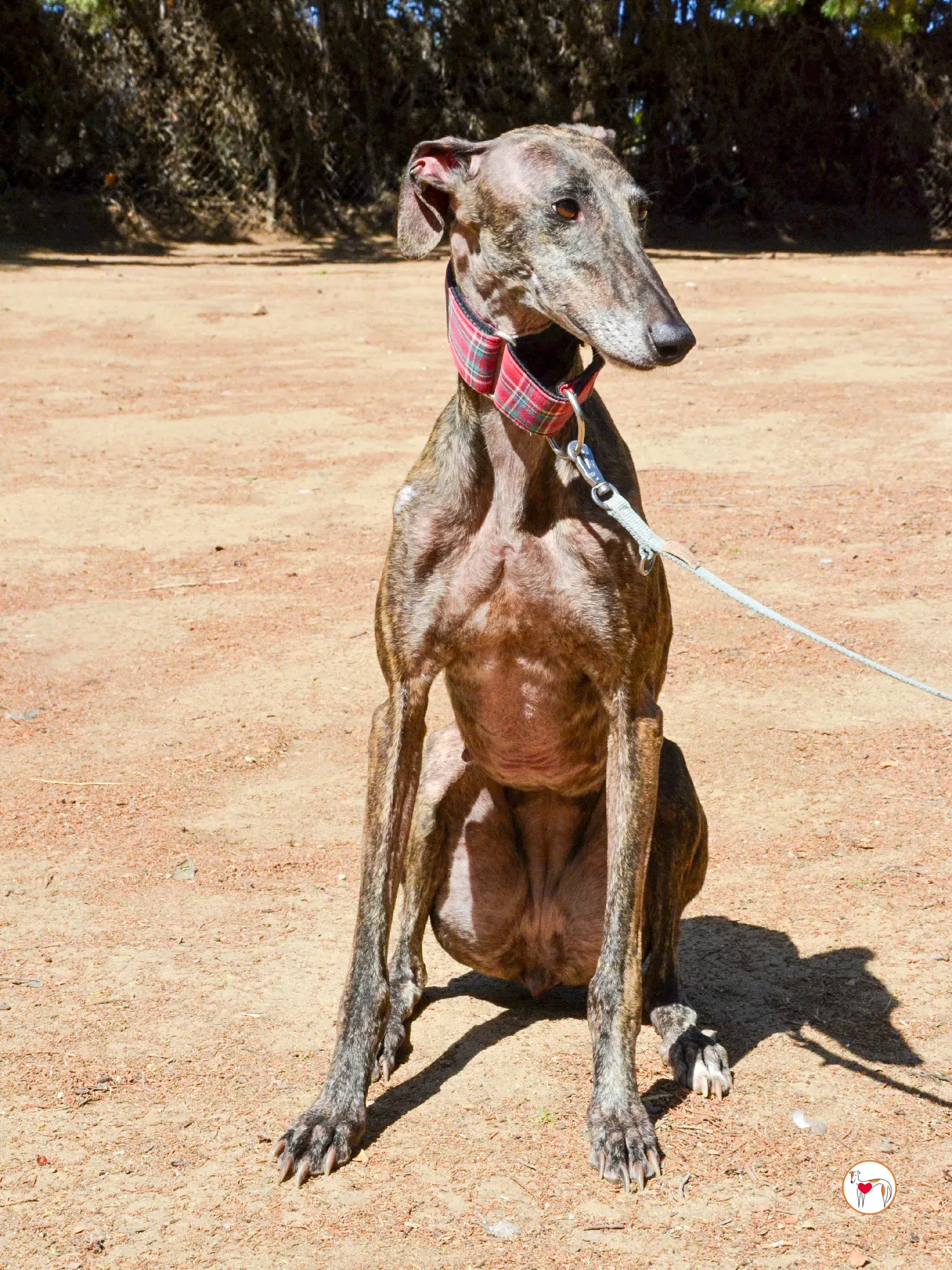 grecia galgo adozione 28