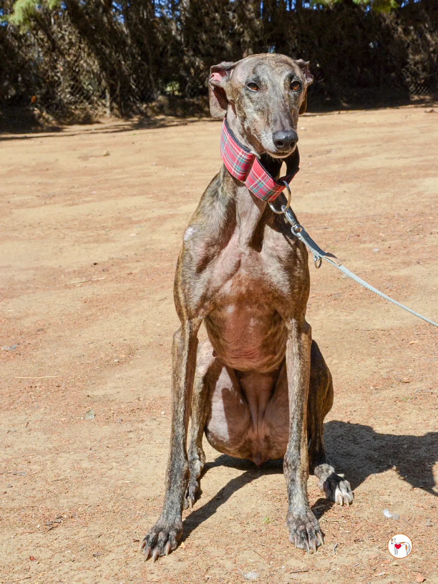 grecia galgo adozione 29