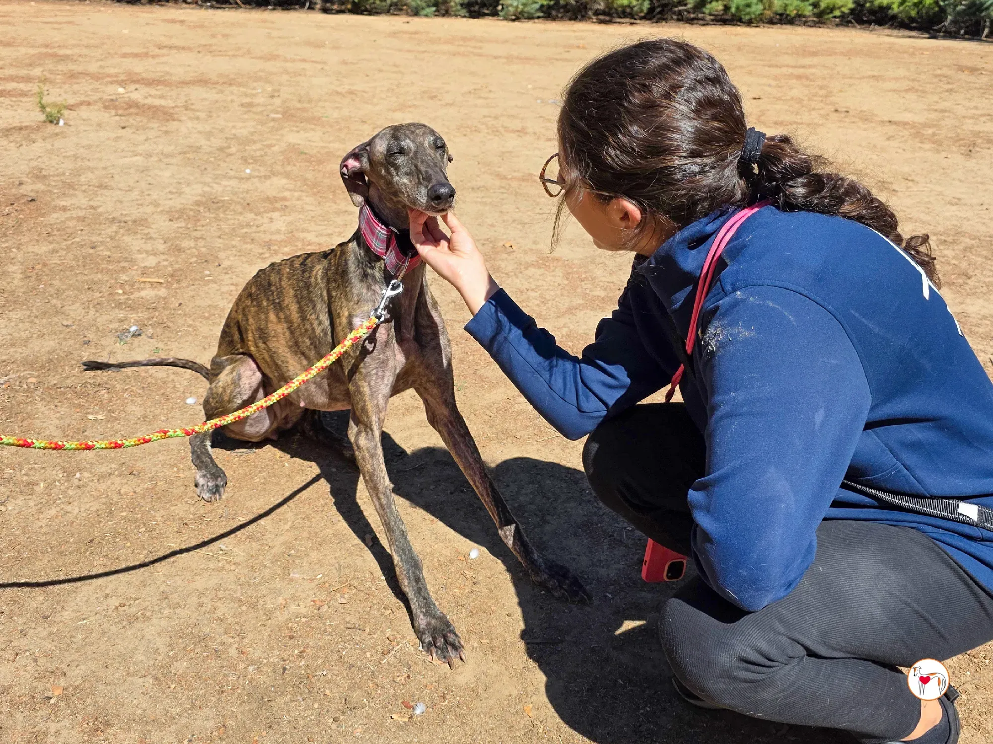 grecia galgo adozione 3