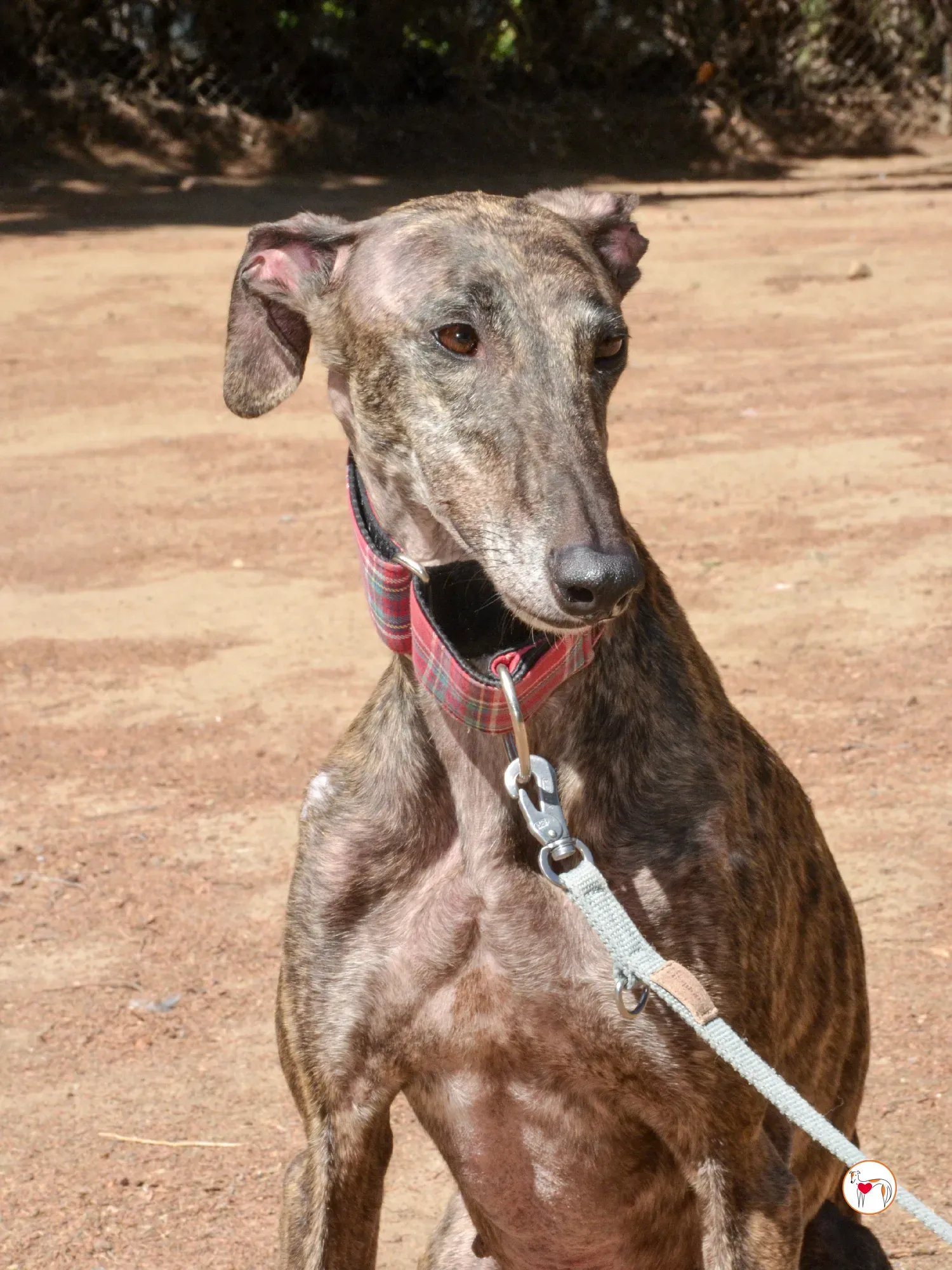 grecia galgo adozione 30