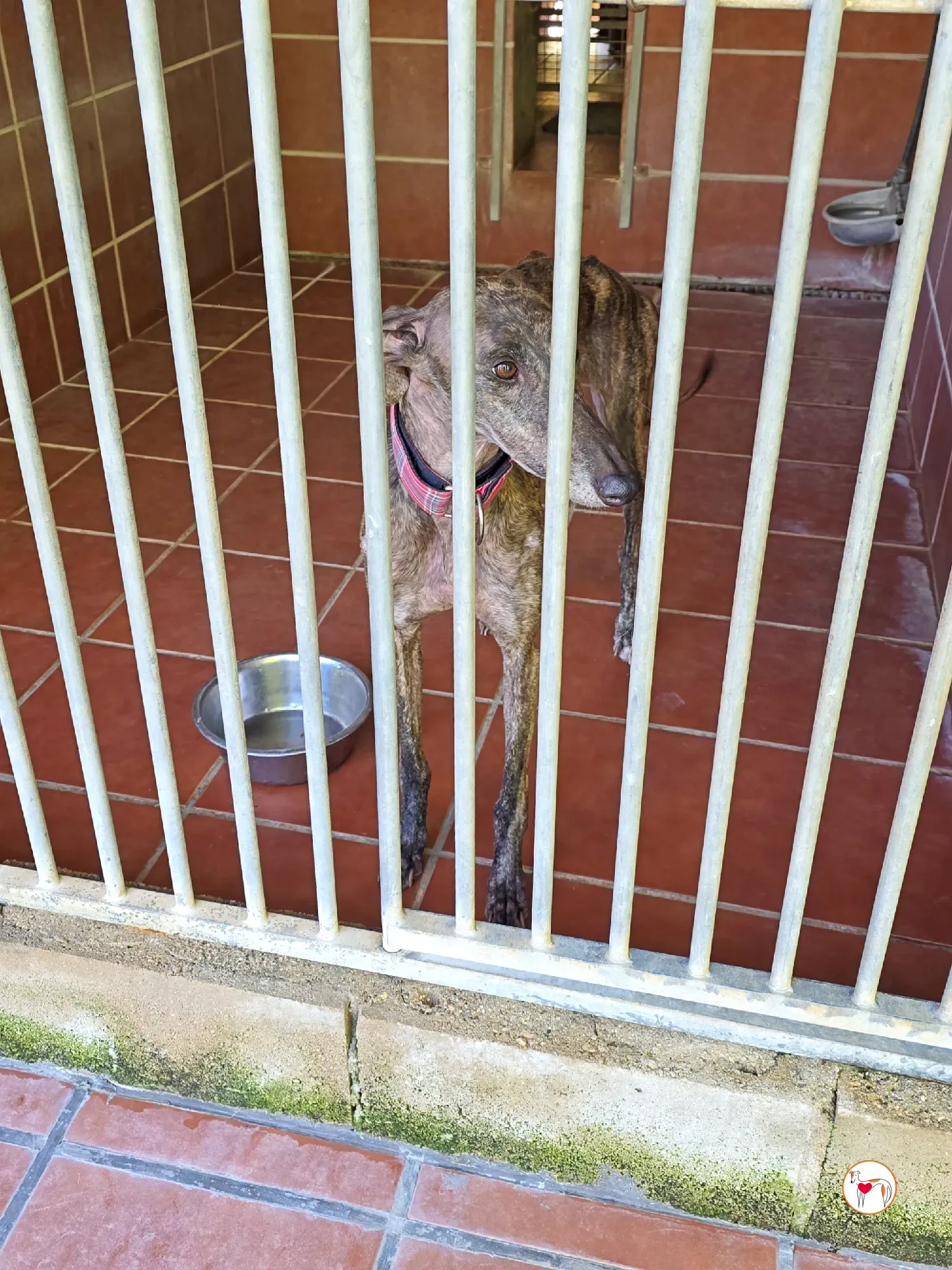 grecia galgo adozione 31
