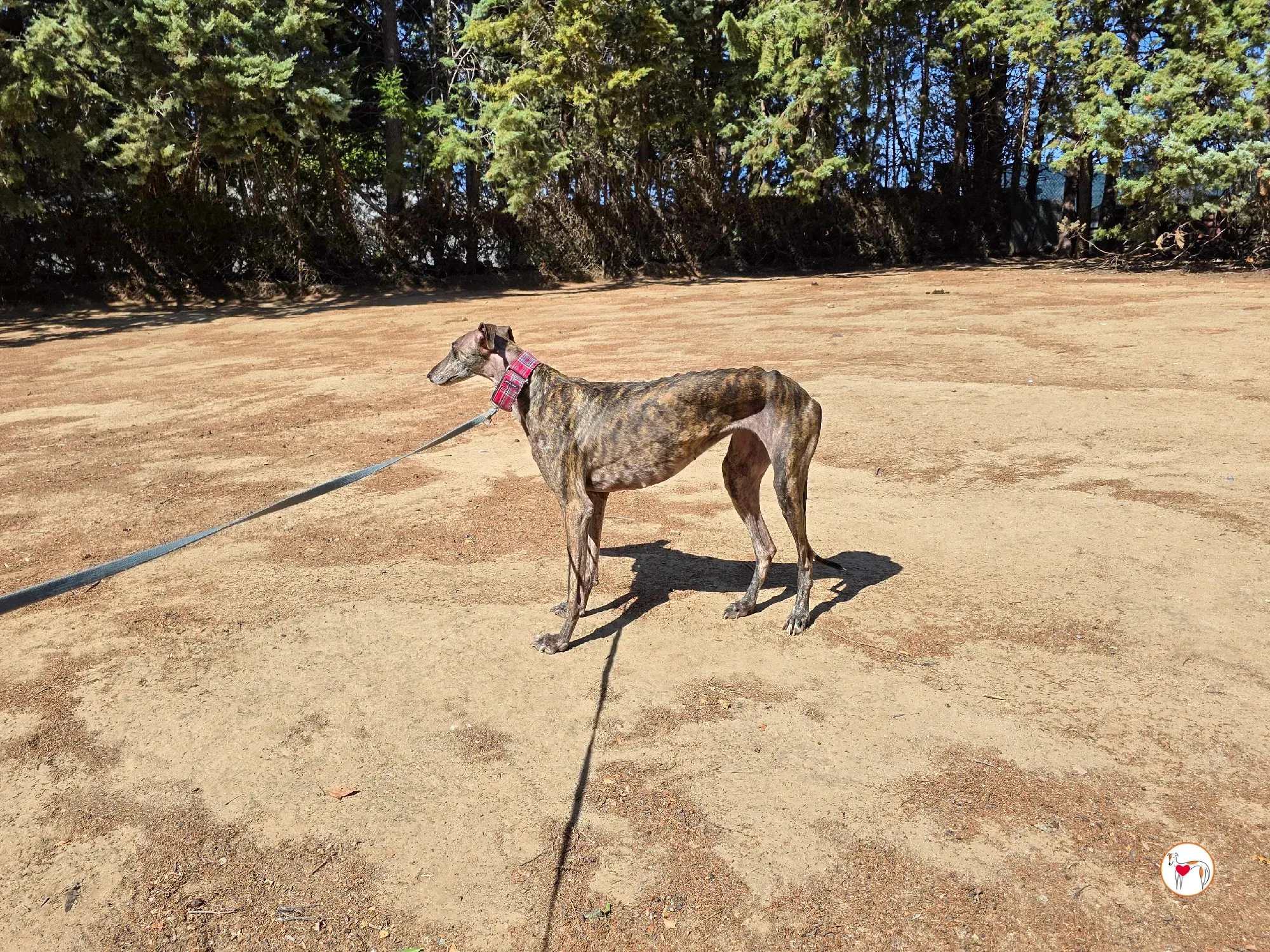 grecia galgo adozione 4