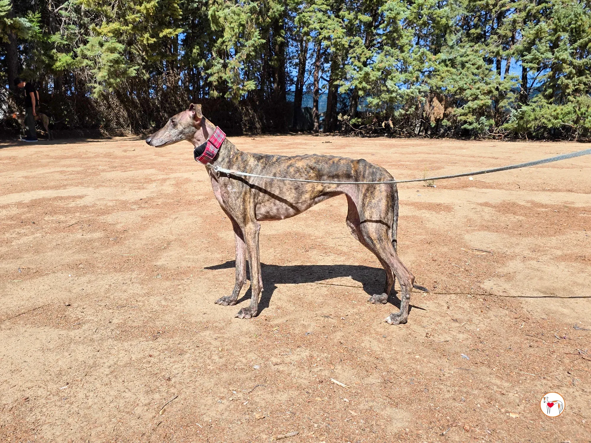 grecia galgo adozione 6