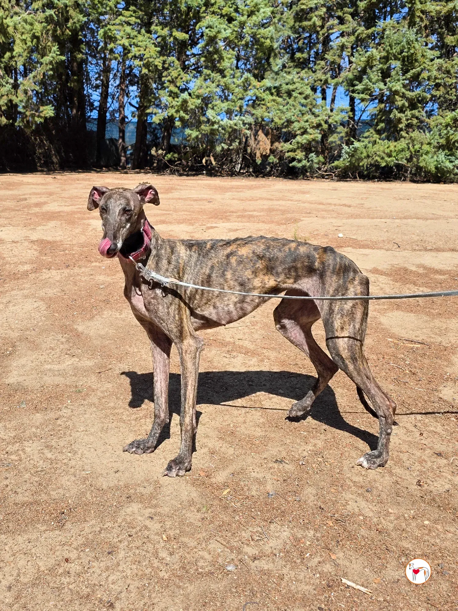 grecia galgo adozione 7