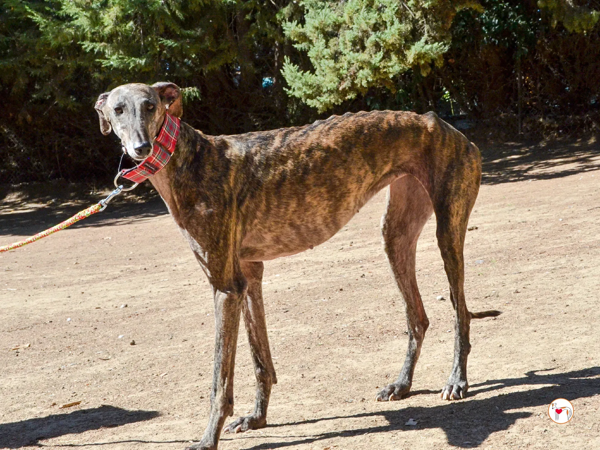 grecia galgo adozione 8
