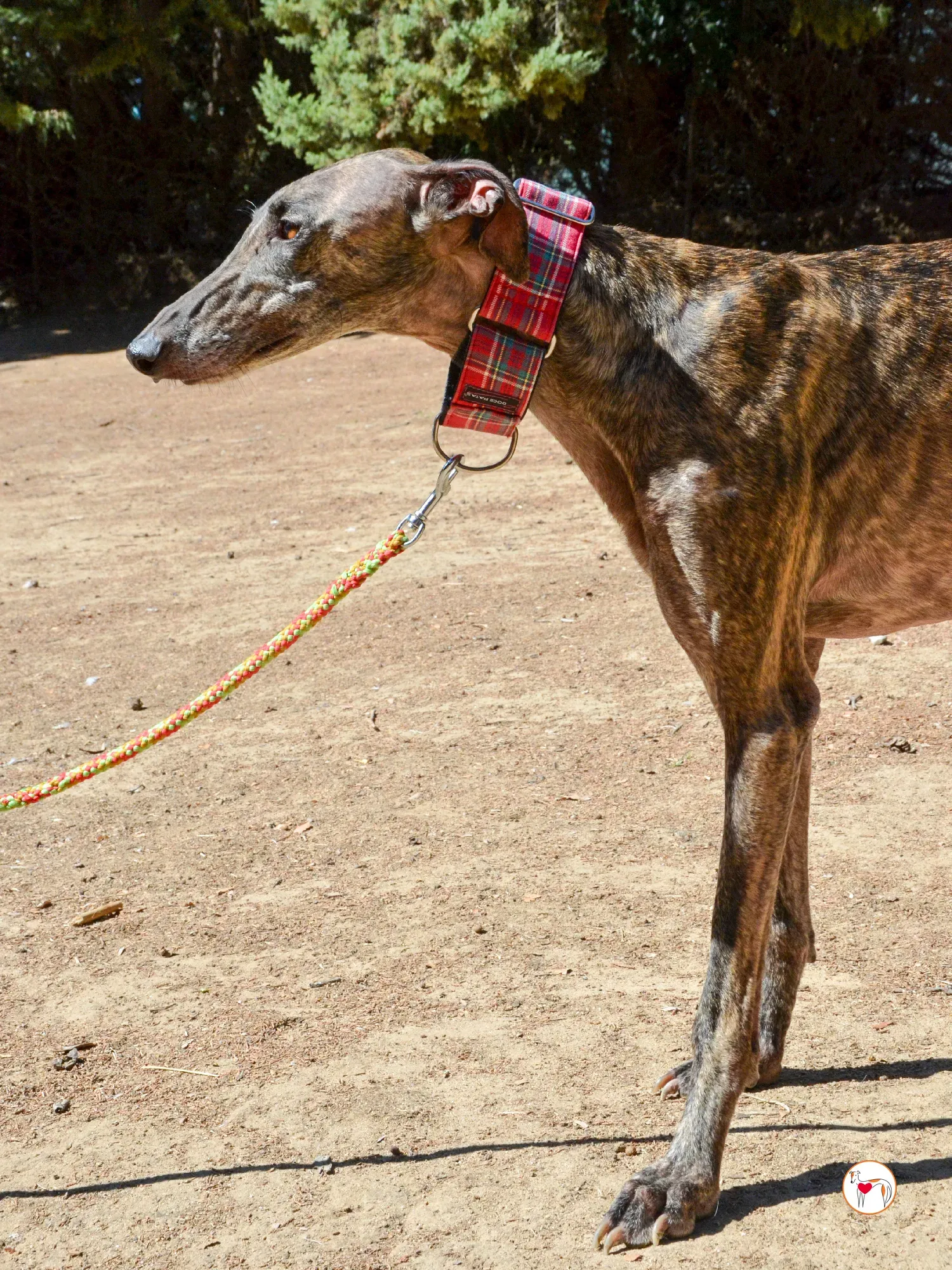 grecia galgo adozione 9