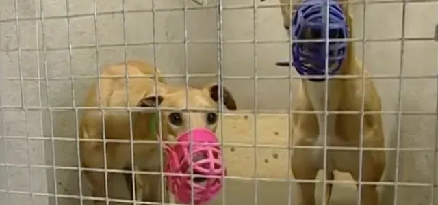 grey gabbia 1 640x300