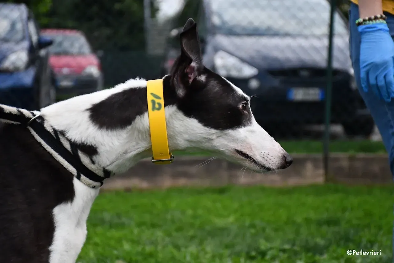 greyhound adoption day 30 maggio 1