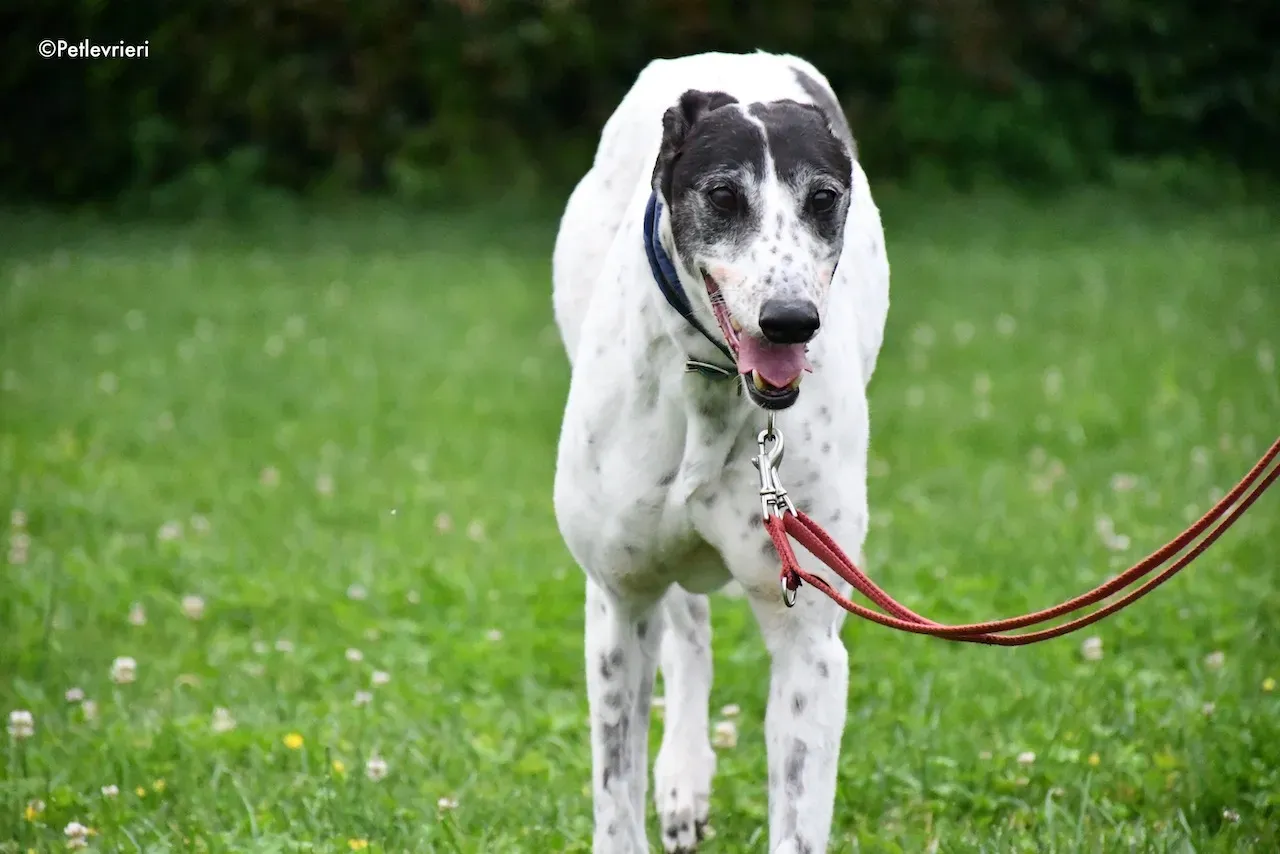 greyhound adoption day 30 maggio 10