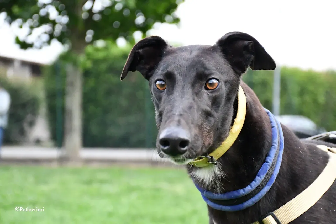 greyhound adoption day 30 maggio 100