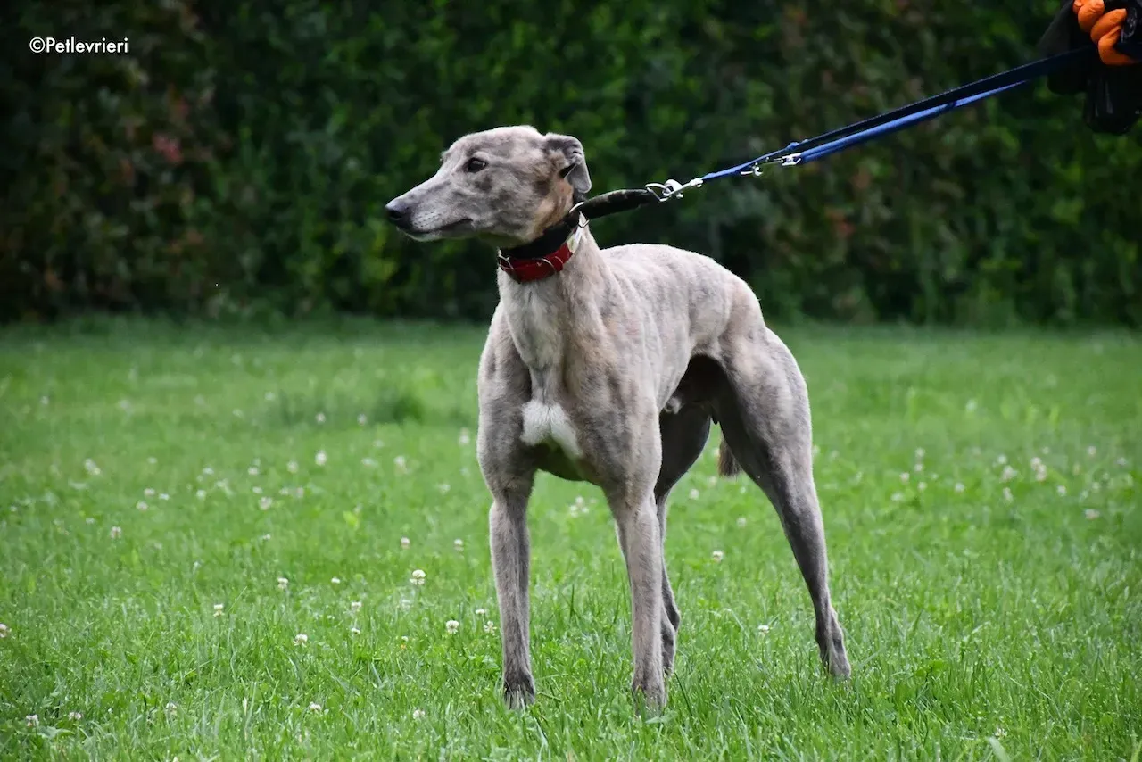 greyhound adoption day 30 maggio 11
