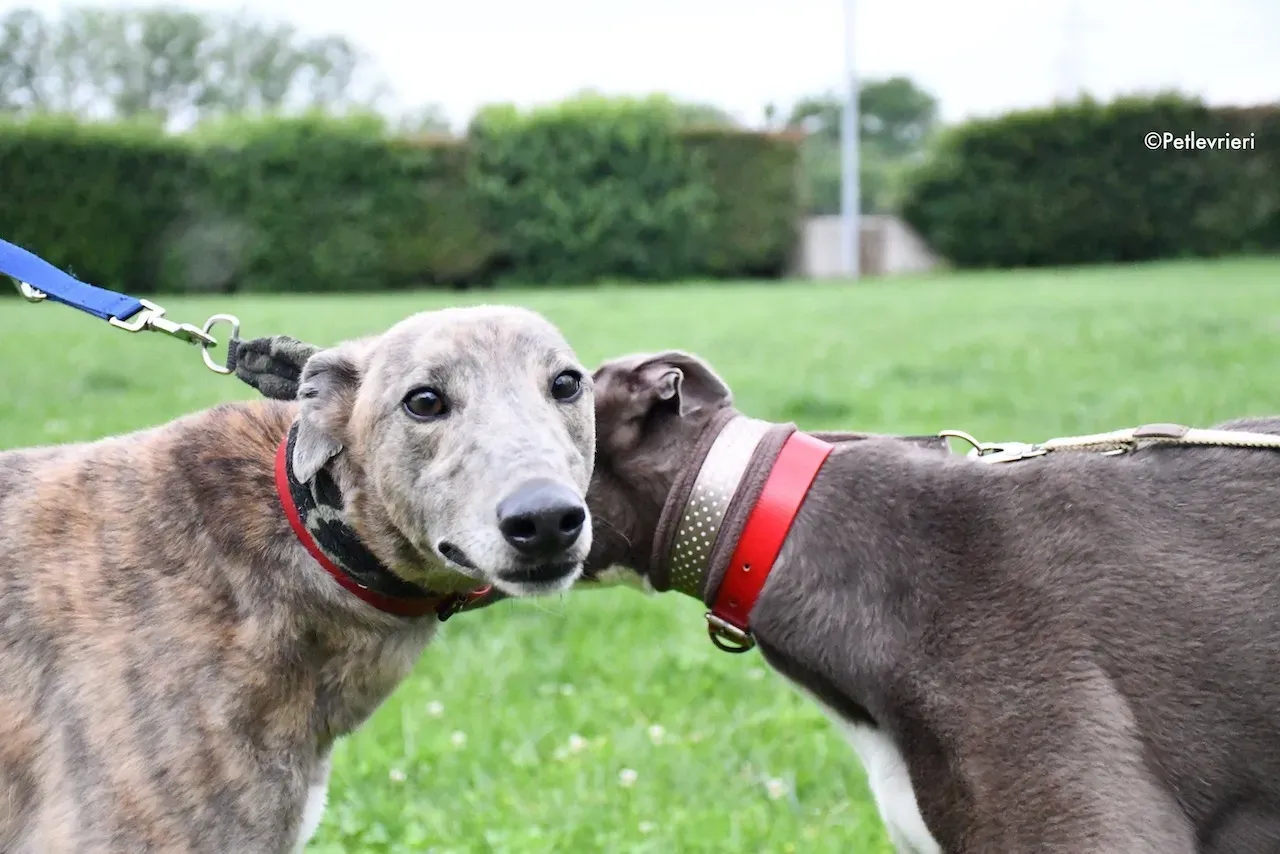 greyhound adoption day 30 maggio 12