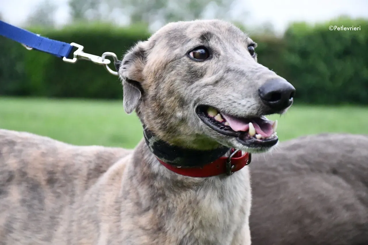 greyhound adoption day 30 maggio 13