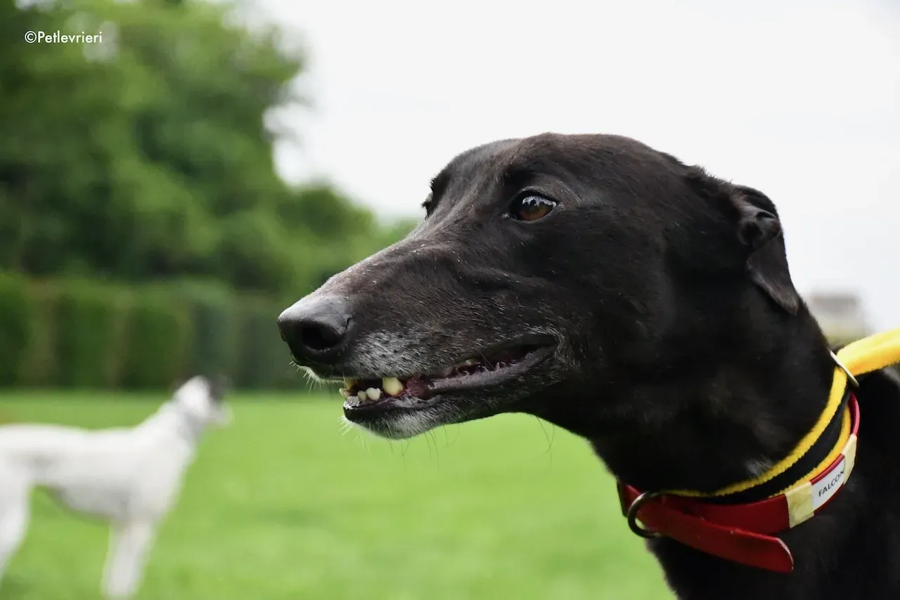 greyhound adoption day 30 maggio 14