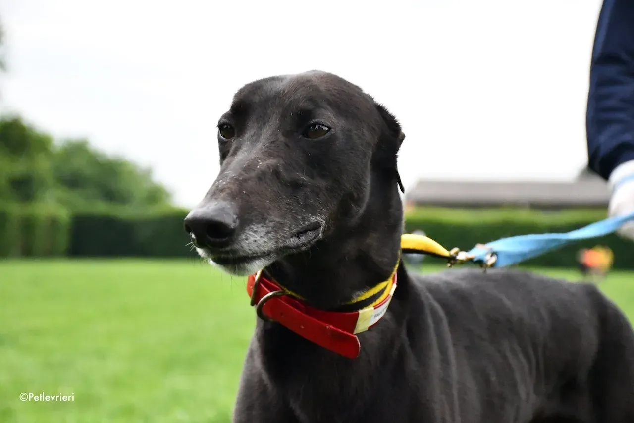greyhound adoption day 30 maggio 15