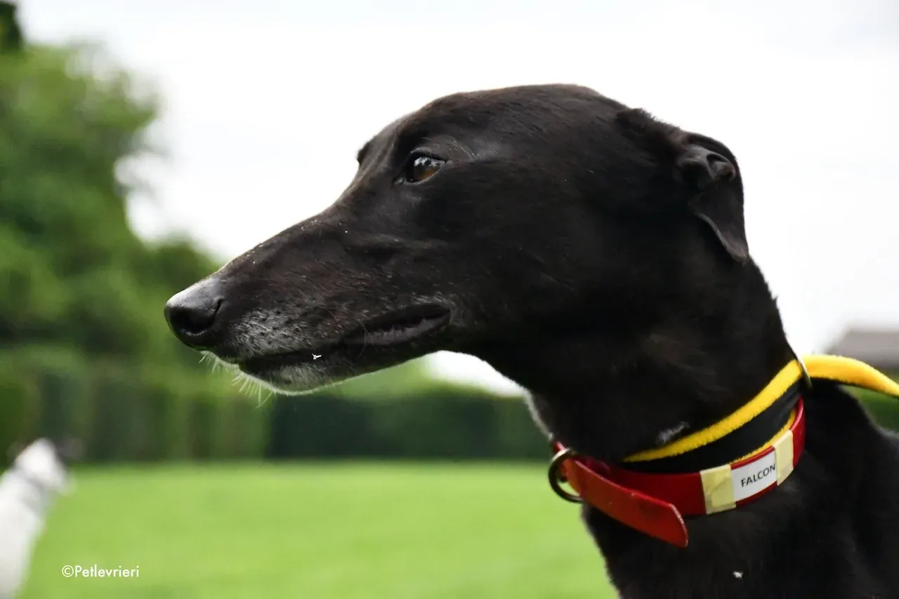 greyhound adoption day 30 maggio 16