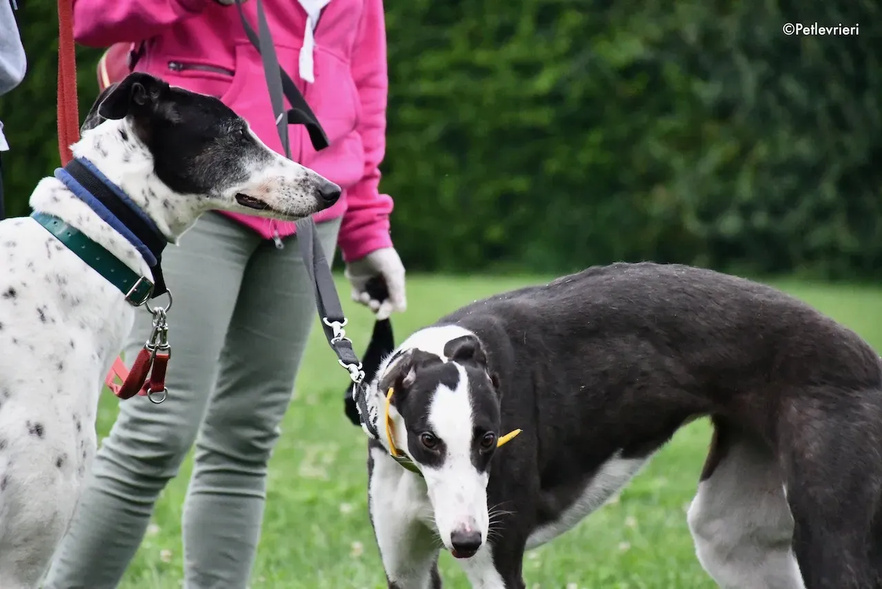 greyhound adoption day 30 maggio 17