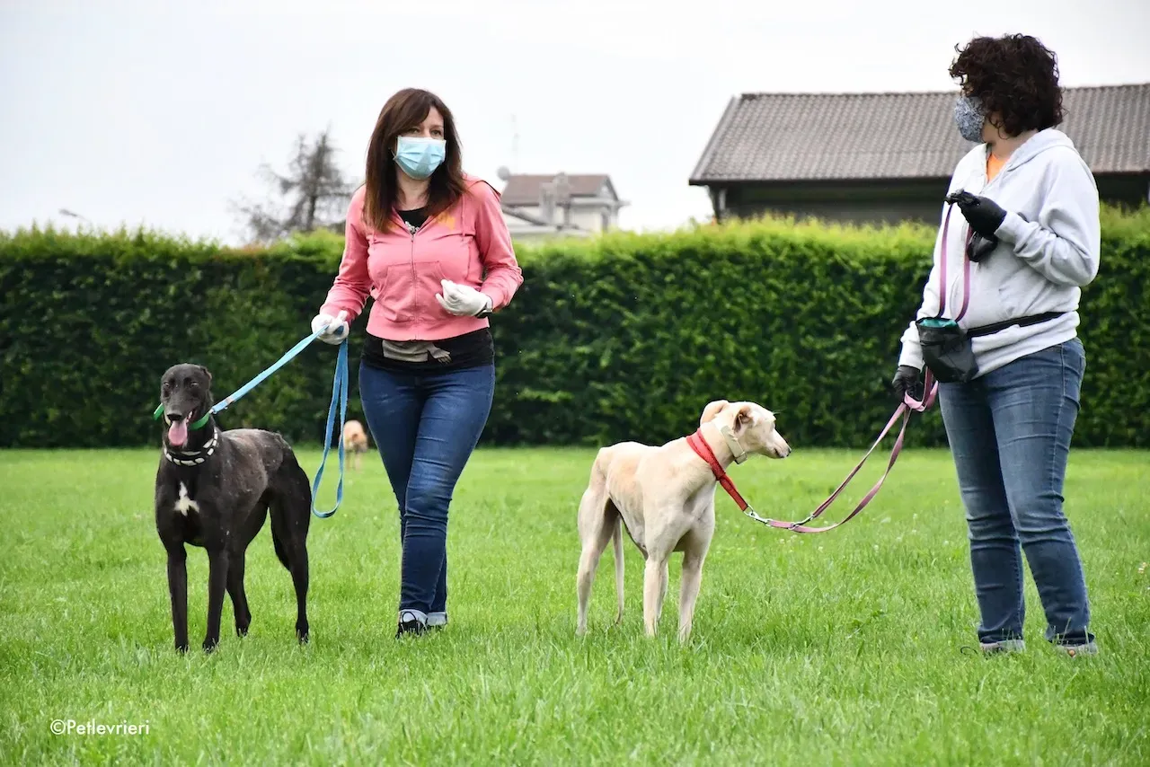 greyhound adoption day 30 maggio 18