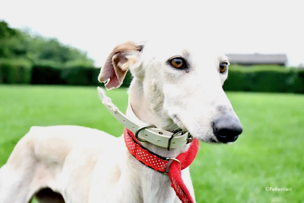 greyhound adoption day 30 maggio 19