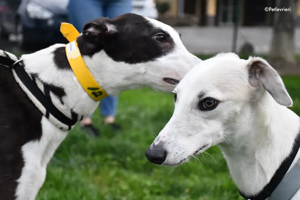 greyhound adoption day 30 maggio 2