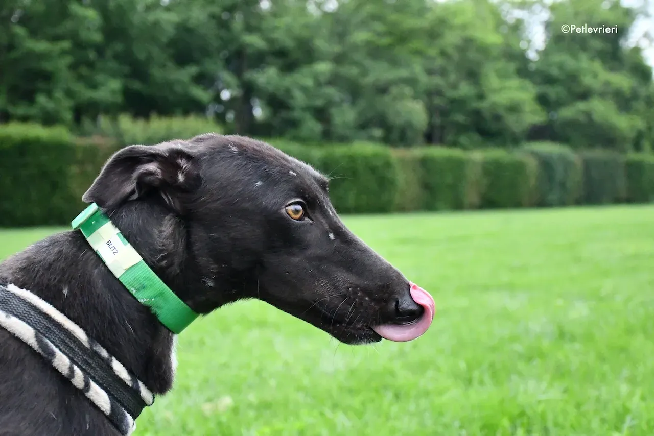 greyhound adoption day 30 maggio 20