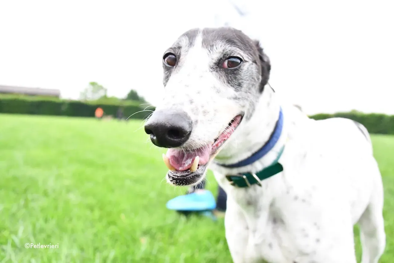 greyhound adoption day 30 maggio 21