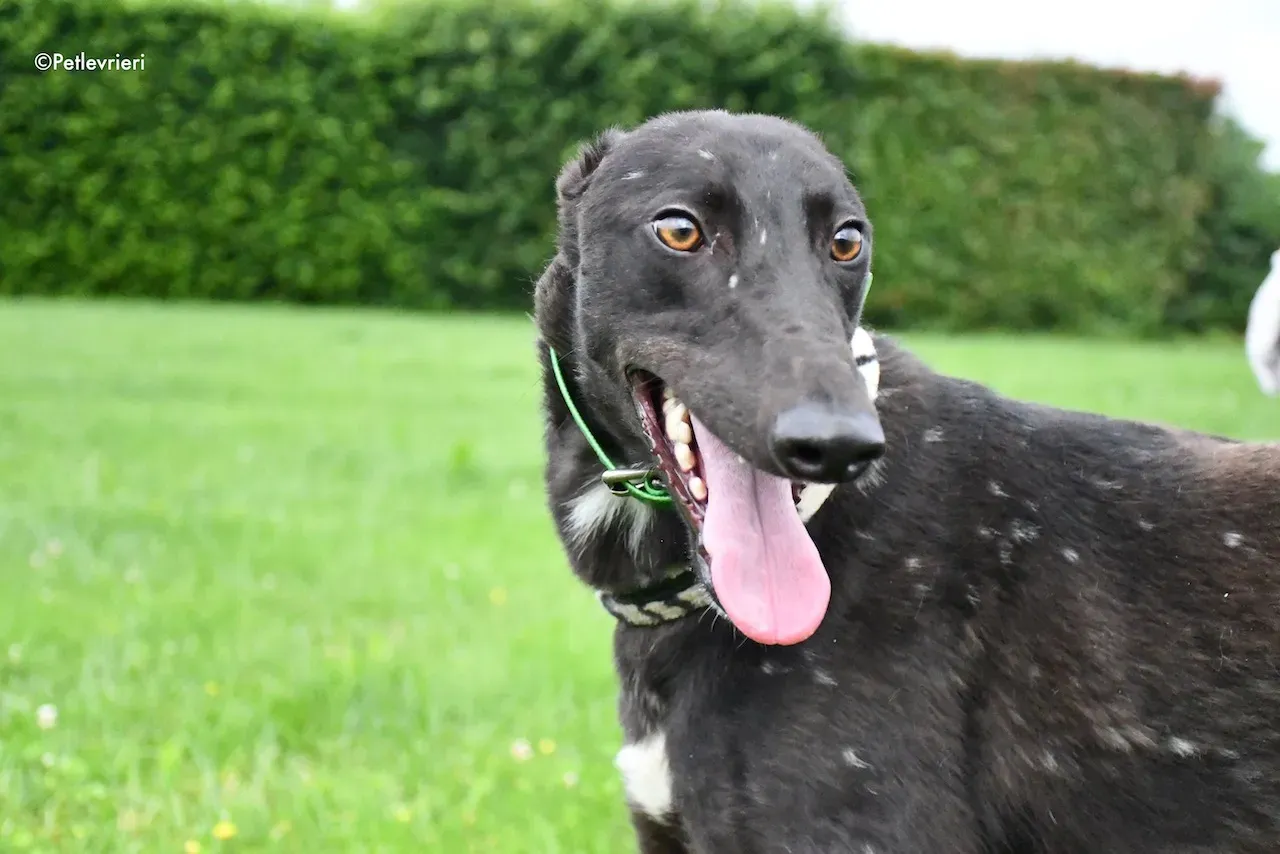 greyhound adoption day 30 maggio 23