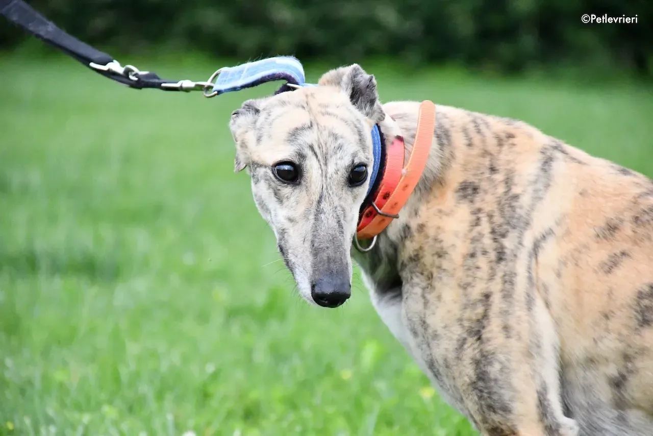 greyhound adoption day 30 maggio 24