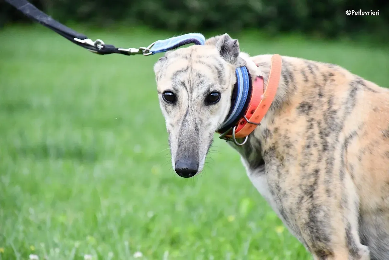 greyhound adoption day 30 maggio 25