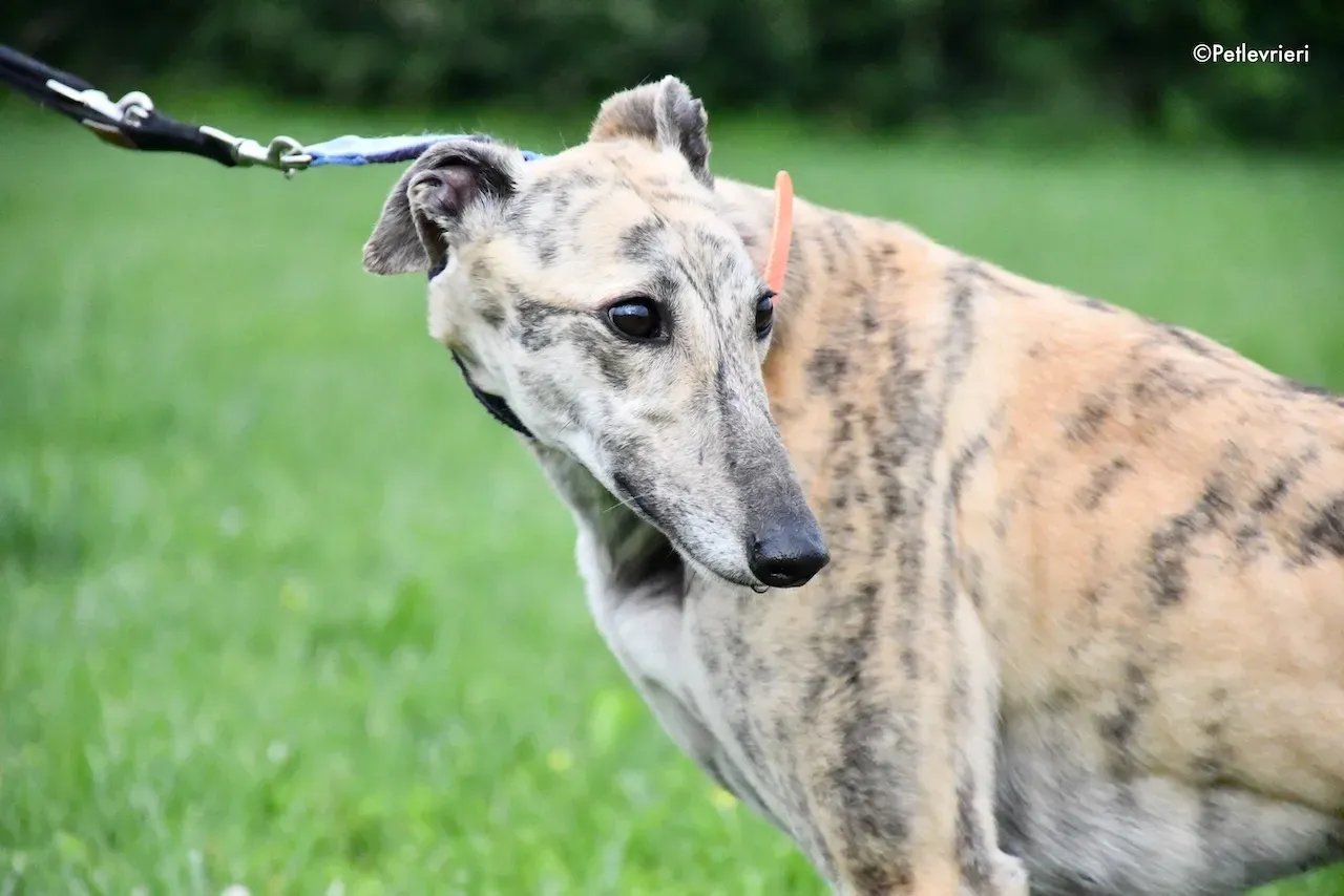 greyhound adoption day 30 maggio 26