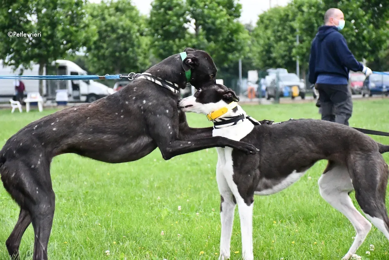greyhound adoption day 30 maggio 27