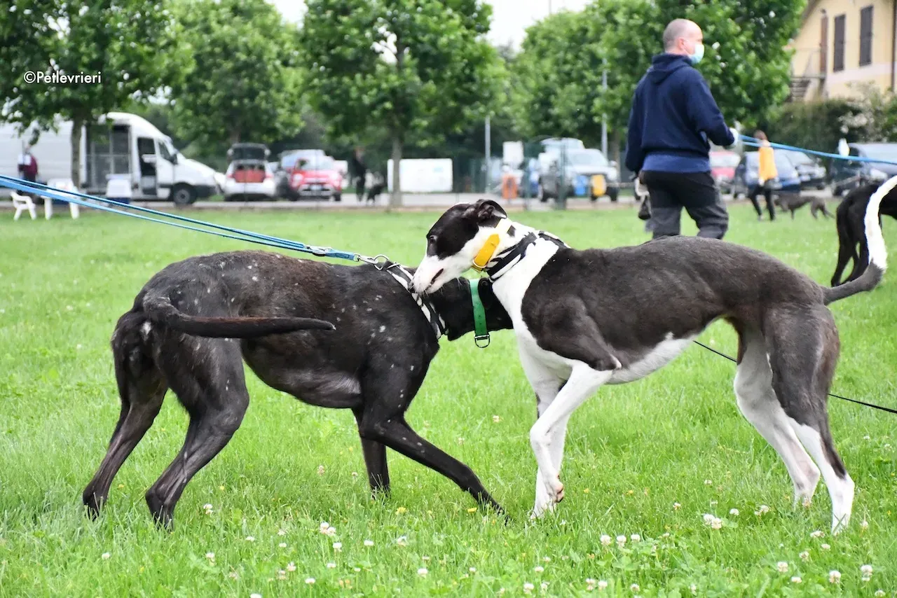 greyhound adoption day 30 maggio 28