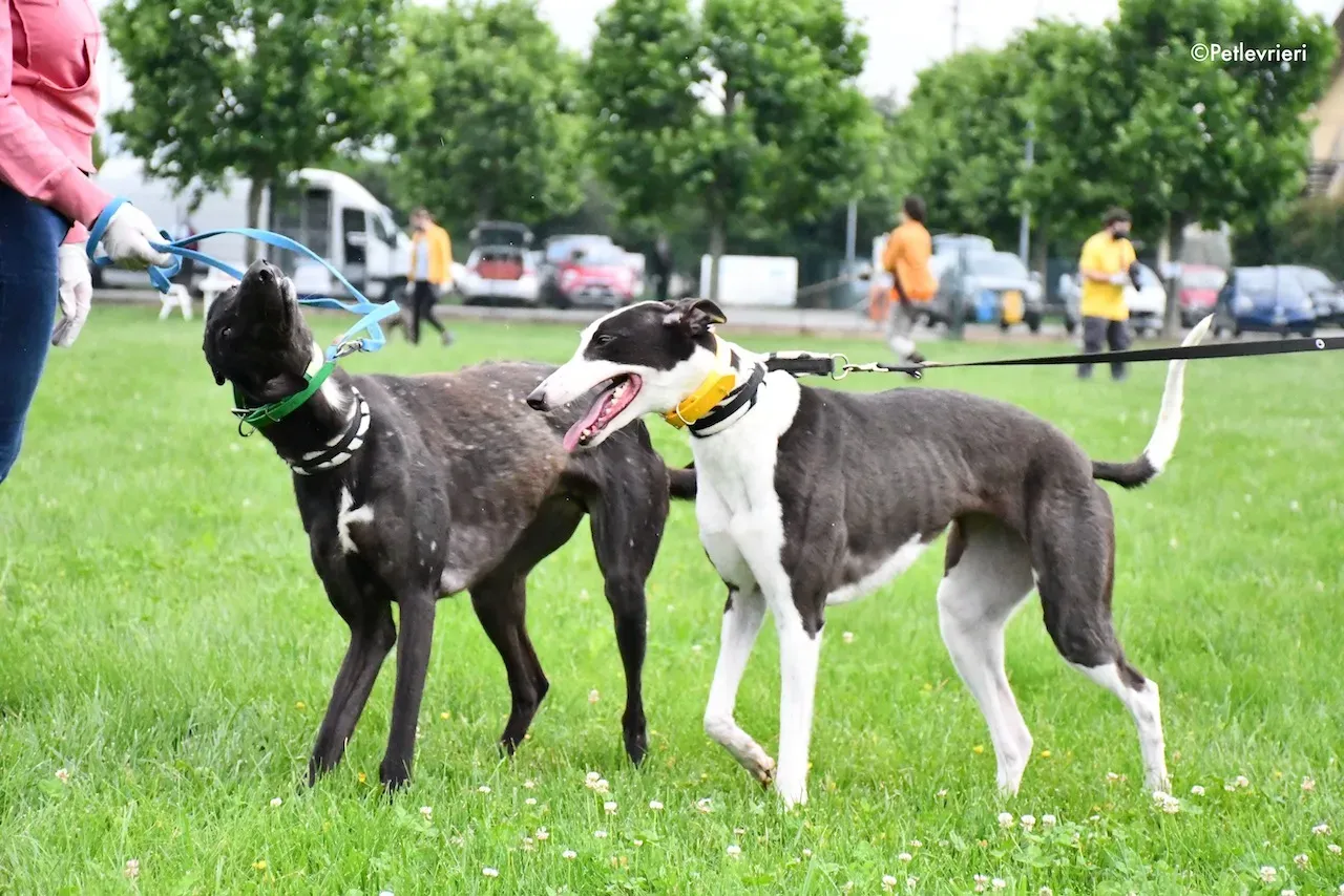 greyhound adoption day 30 maggio 29