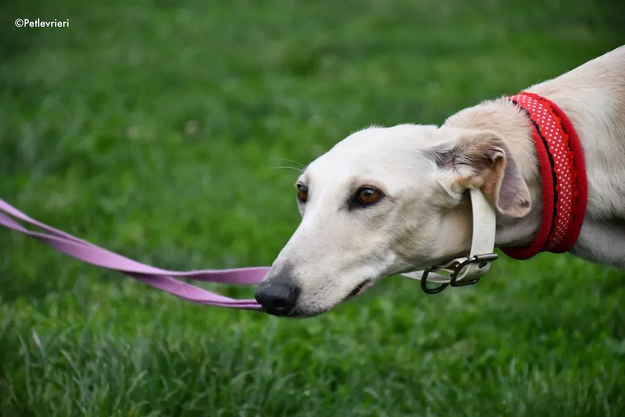 greyhound adoption day 30 maggio 3