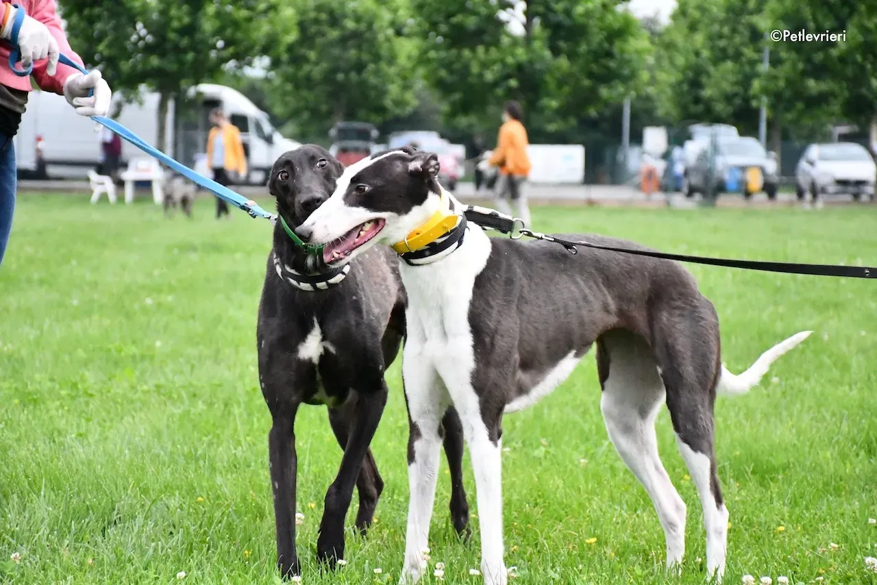 greyhound adoption day 30 maggio 30