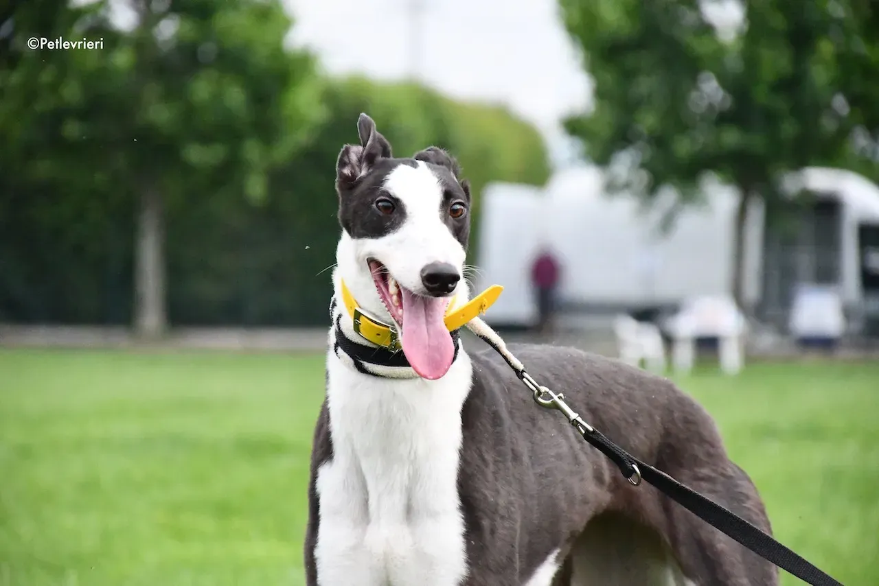 greyhound adoption day 30 maggio 31