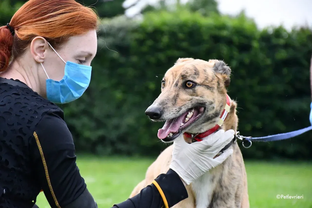 greyhound adoption day 30 maggio 35